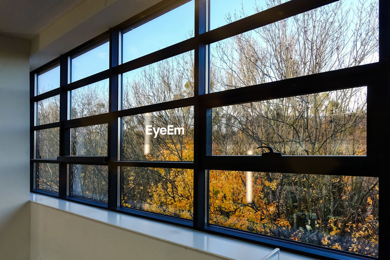 REFLECTION OF BARE TREES ON GLASS WINDOW IN WINTER