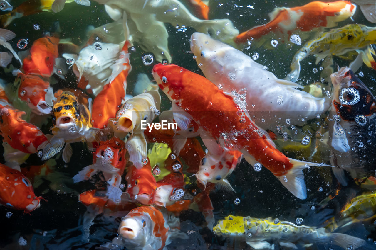 VIEW OF KOI FISH IN SEA