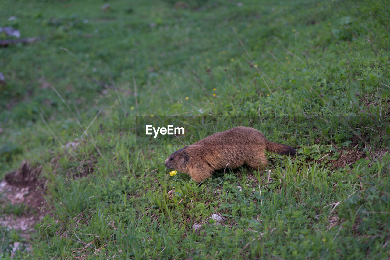 Marmot on grassy field