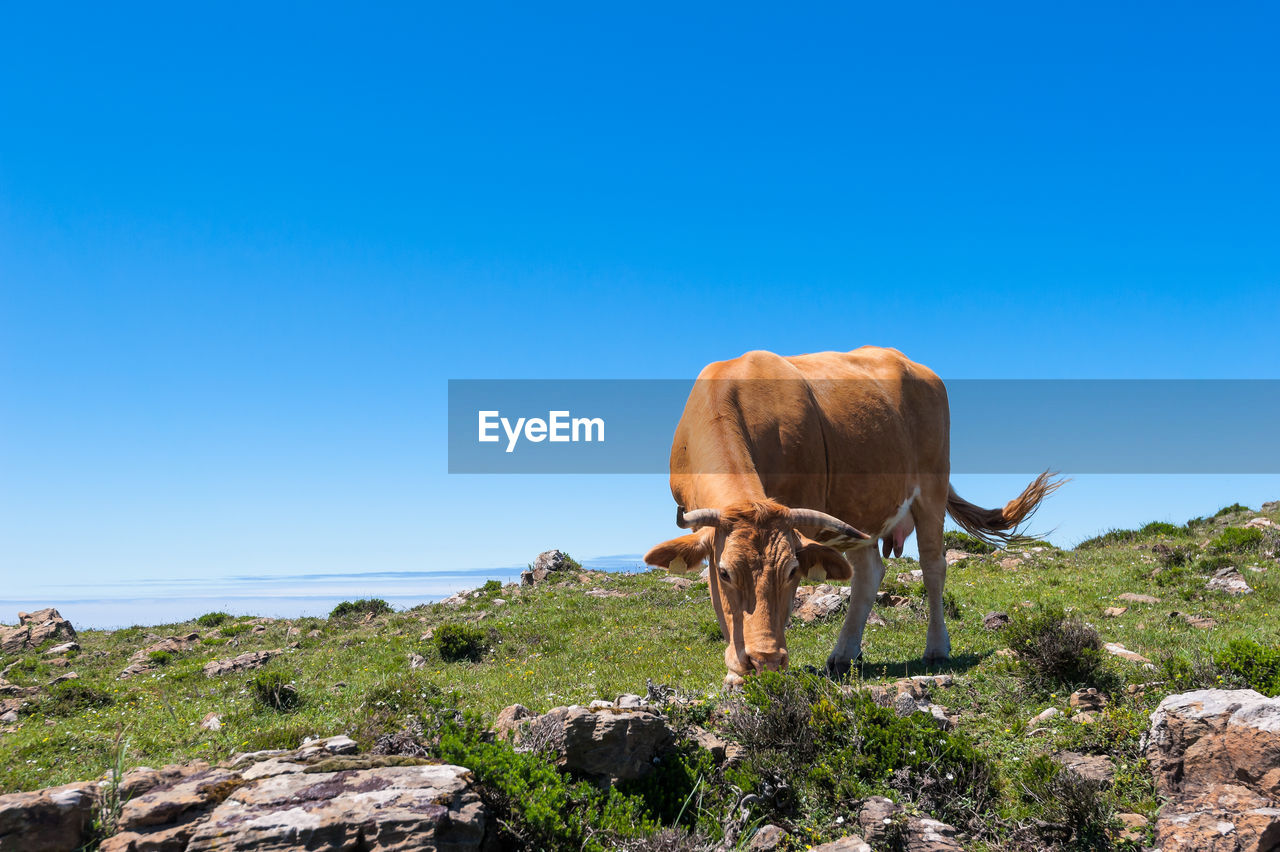 VIEW OF A HORSE AGAINST THE SKY