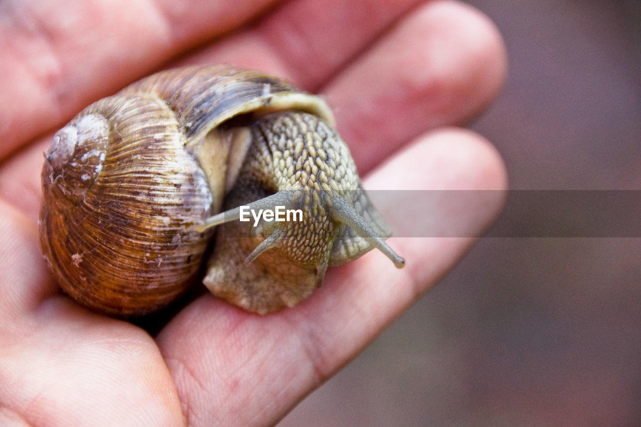 Cropped hand holding snail