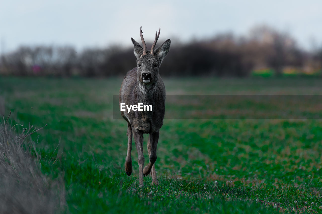 Portrait of deer standing on field