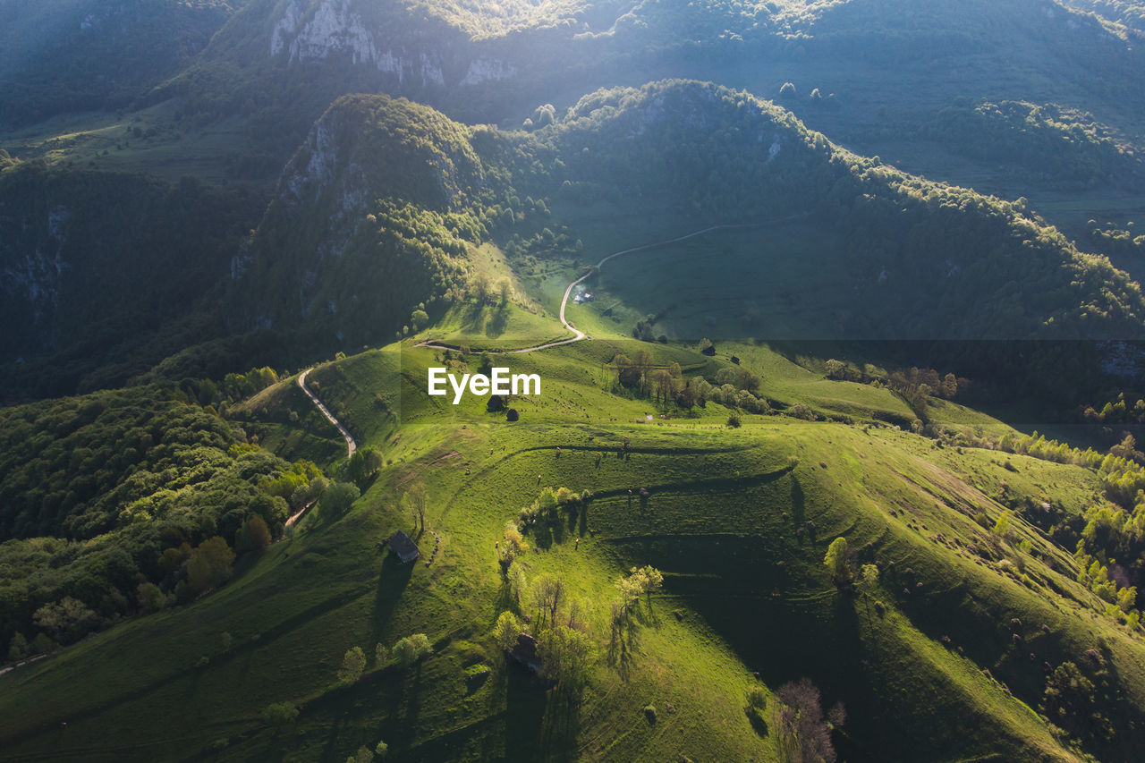 HIGH ANGLE VIEW OF RICE PADDY