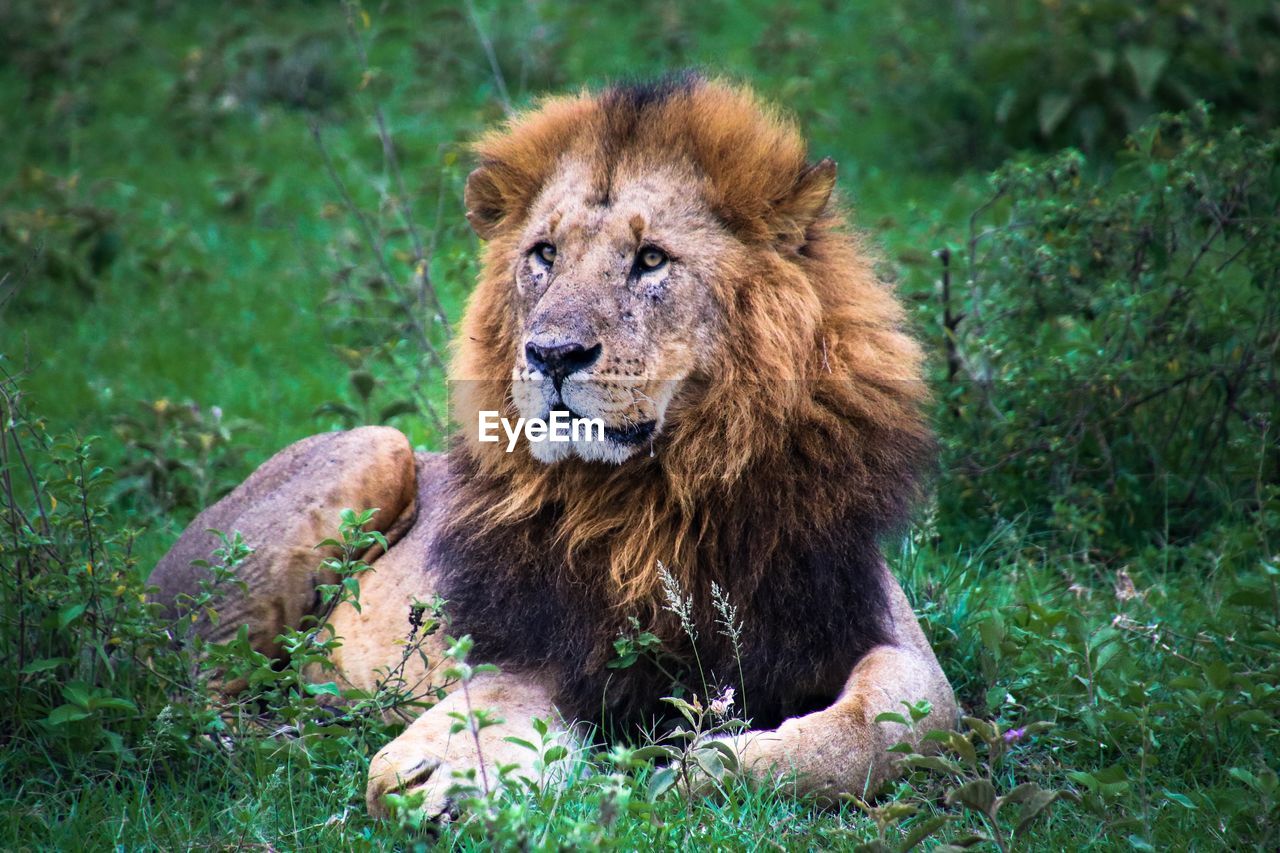 LION SITTING OUTDOORS