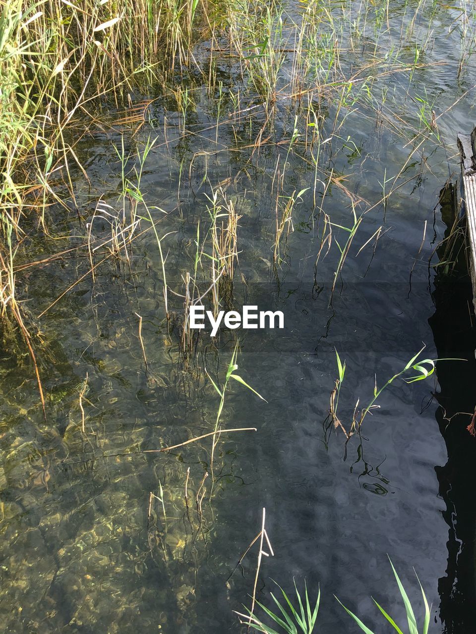 HIGH ANGLE VIEW OF FLOATING ON WATER