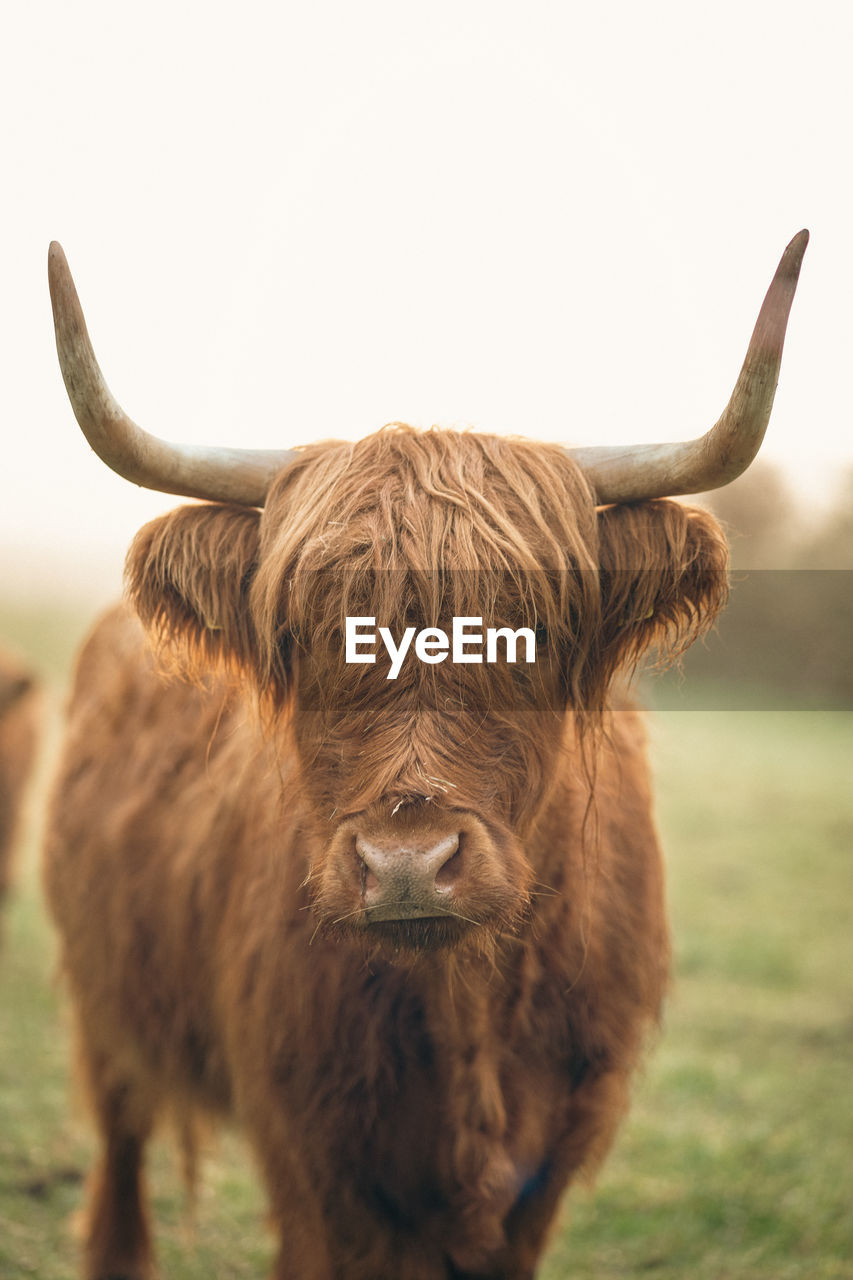 Highland cattle grazing against sunlight at sunrise