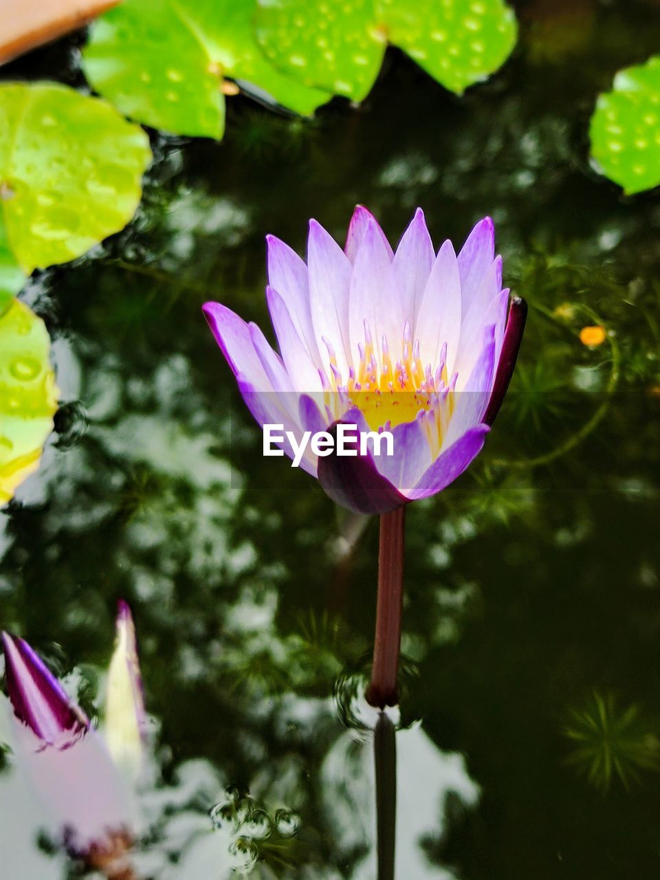 flower, flowering plant, plant, freshness, water lily, beauty in nature, water, nature, lake, flower head, close-up, leaf, petal, fragility, green, yellow, inflorescence, macro photography, plant part, growth, pink, lotus water lily, blossom, aquatic plant, no people, purple, floating, outdoors, floating on water, lily, wildflower, day, reflection, focus on foreground, springtime, pollen