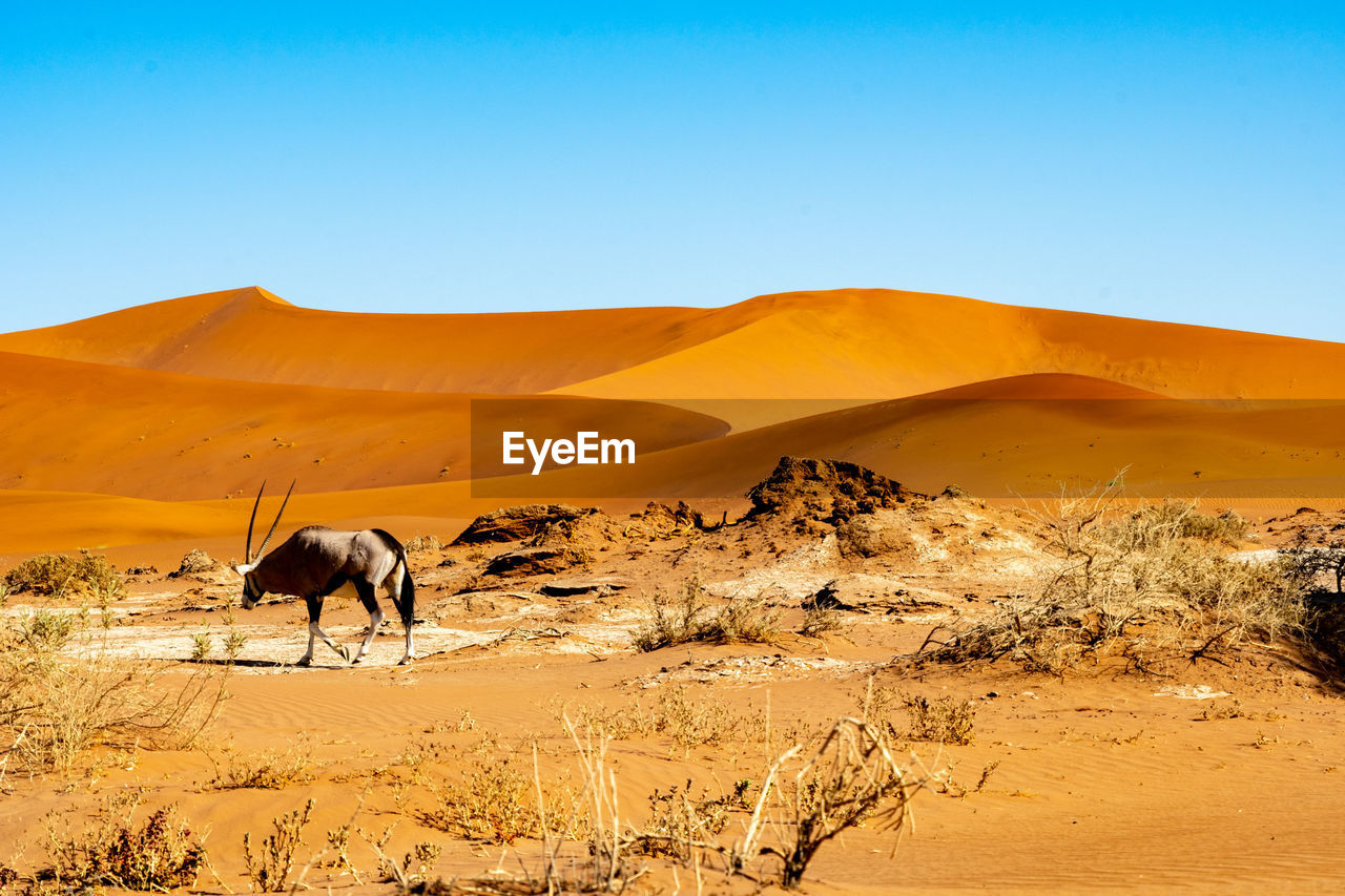 SCENIC VIEW OF SAND DUNES AGAINST CLEAR SKY