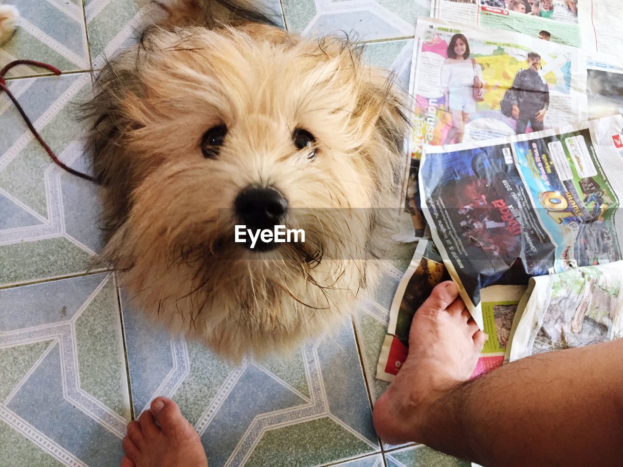 PORTRAIT OF DOG WITH HAND IN MOUTH