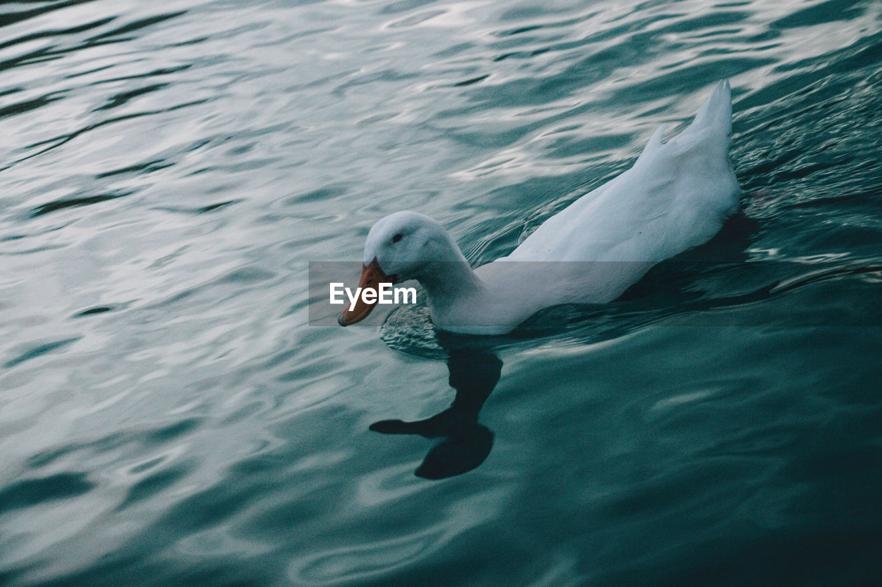 VIEW OF SWAN IN SEA