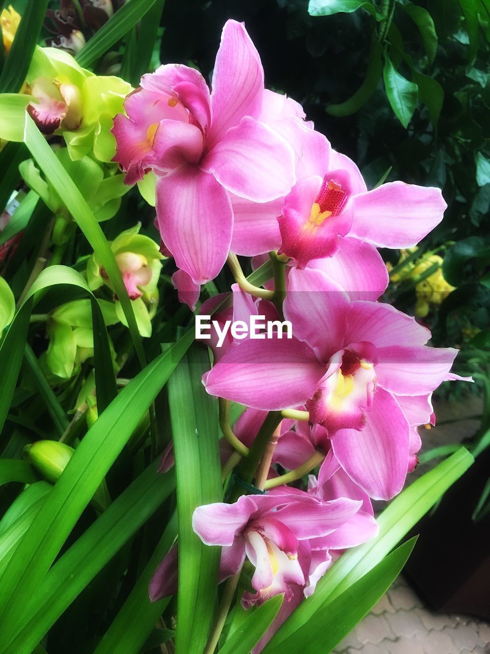 CLOSE-UP OF PINK FLOWERS BLOOMING