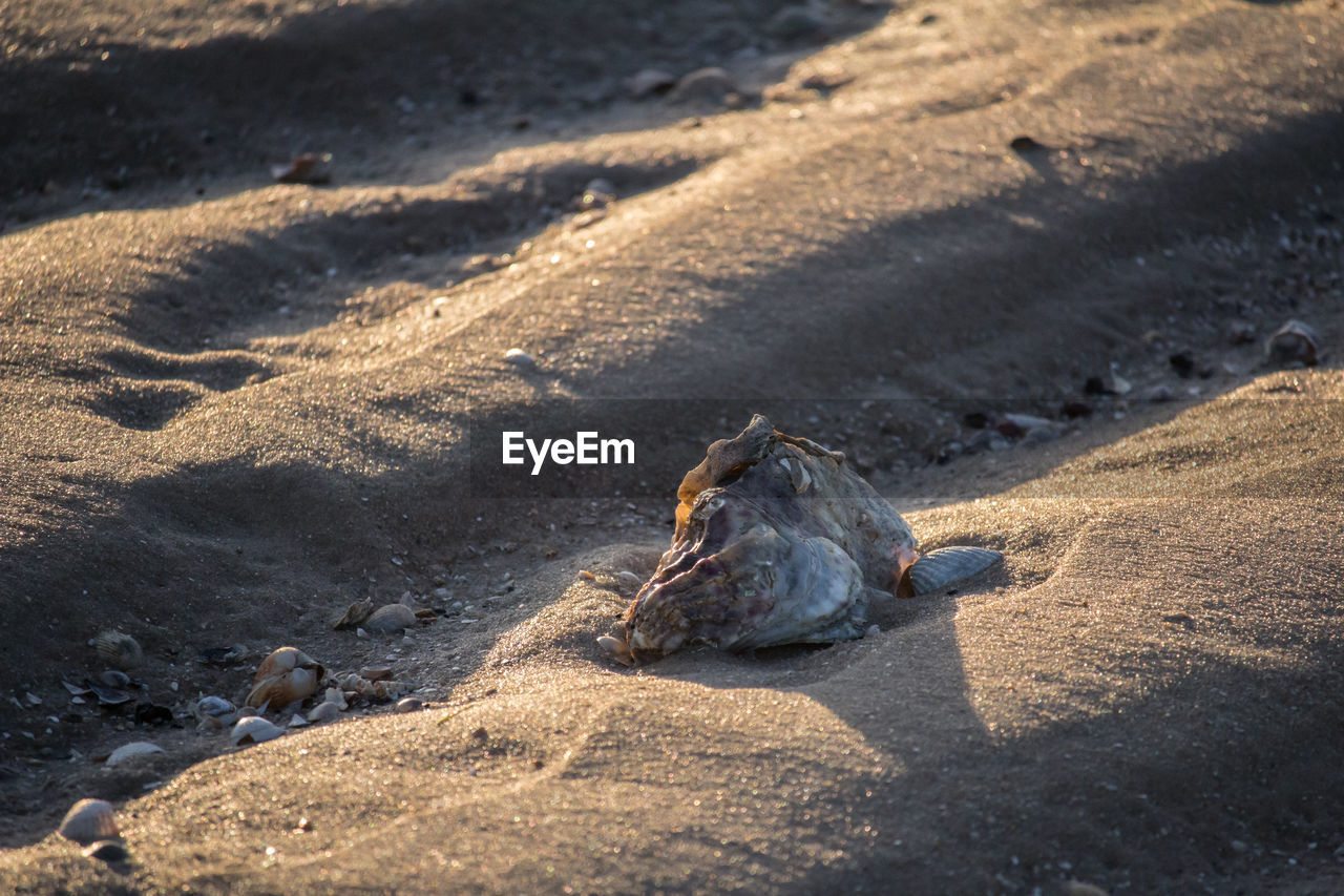 Animal skull on sand at beach