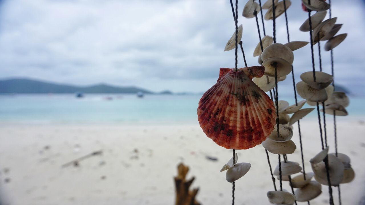 CLOSE-UP OF SEASHELLS HANGING ON BEACH