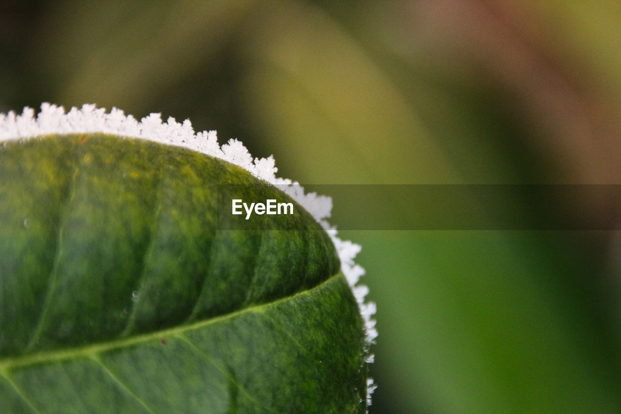 CLOSE-UP OF LEAF