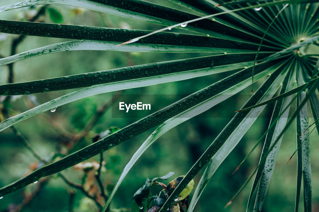 Beautiful foliage in dark green color. droplets of water on tropical palm leaf closeup. 