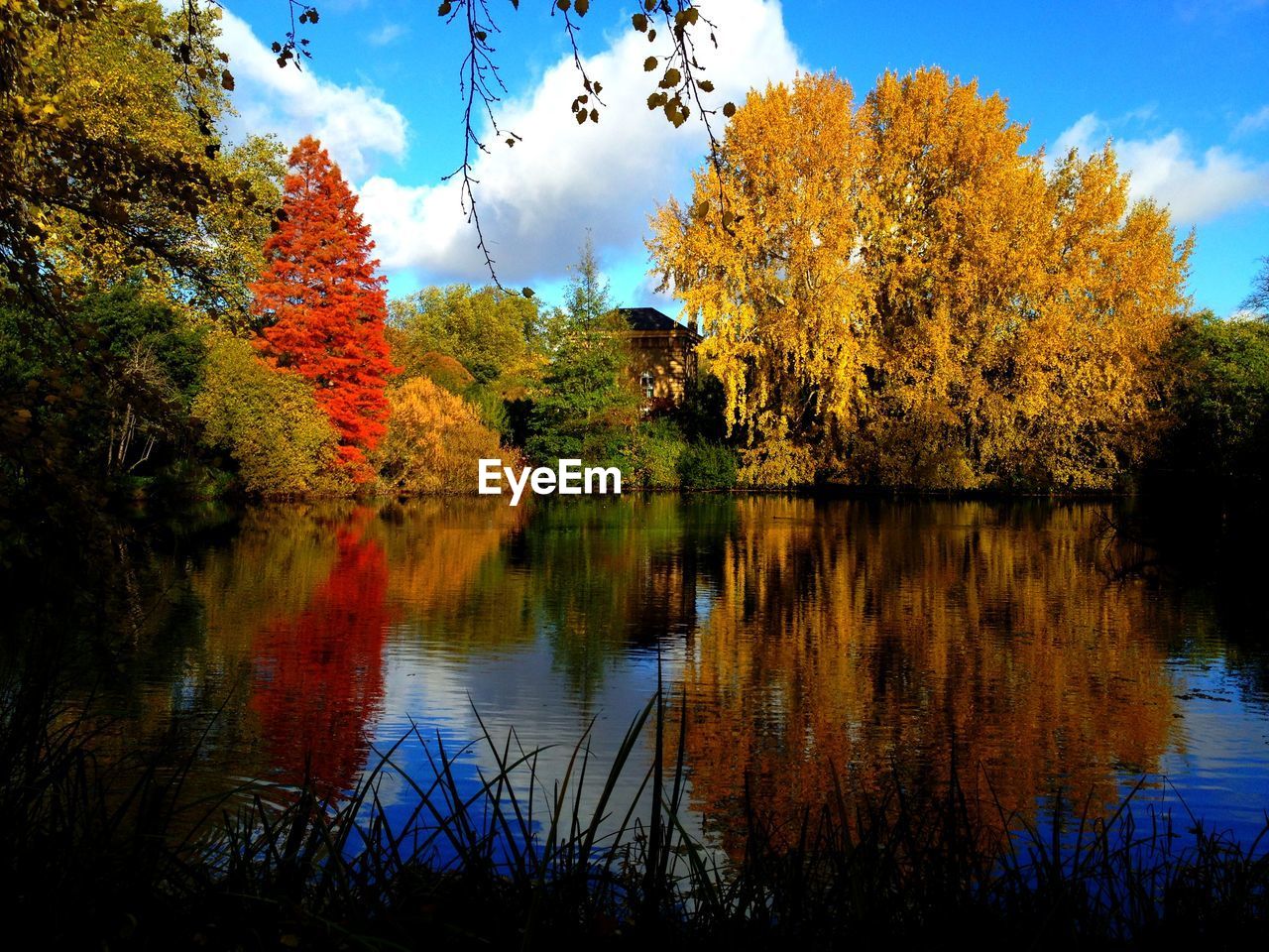 Scenic view of lake by trees during autumn