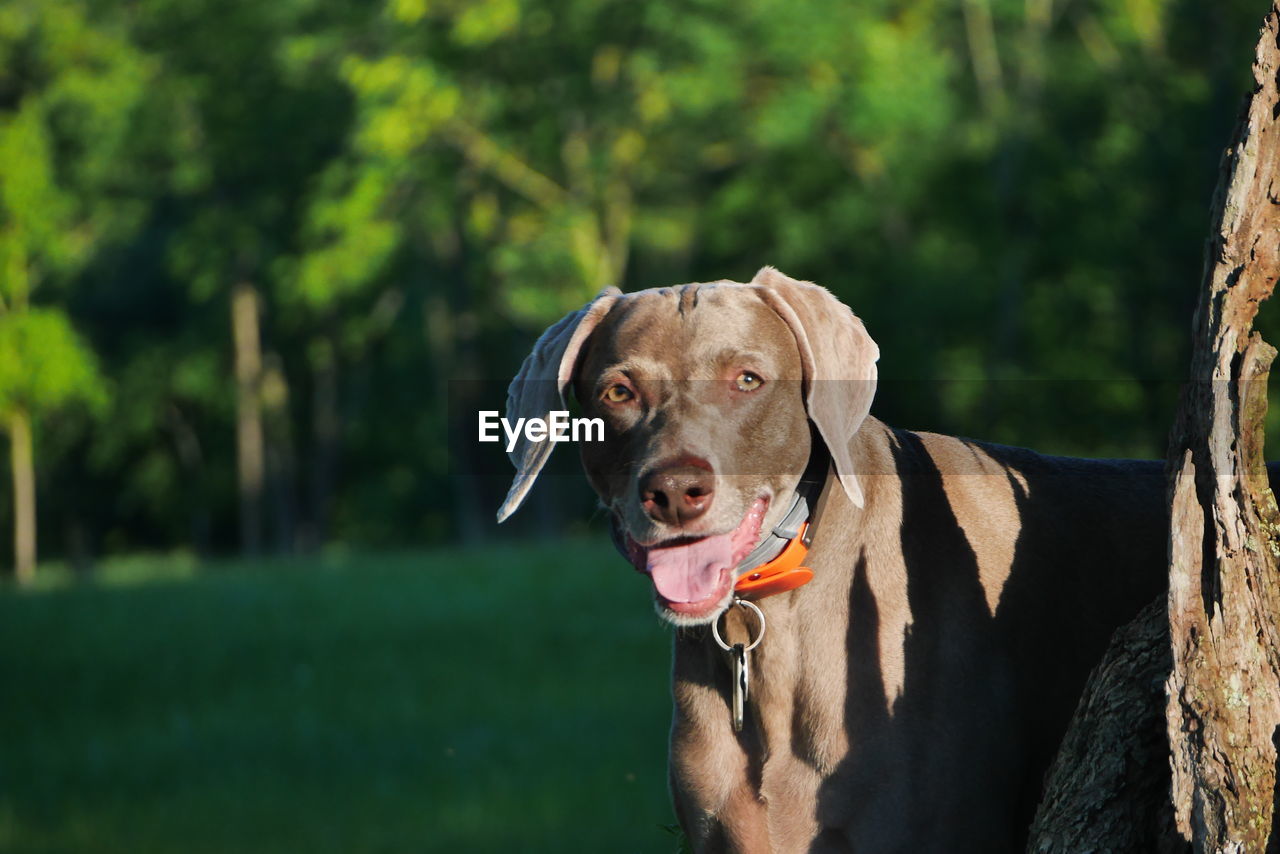 Weimaraner sticking out tongue while looking away at public park