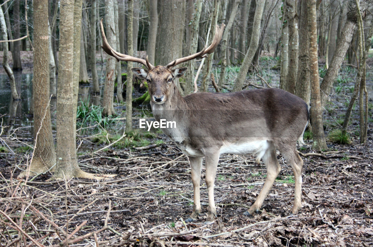 DEER IN A FIELD