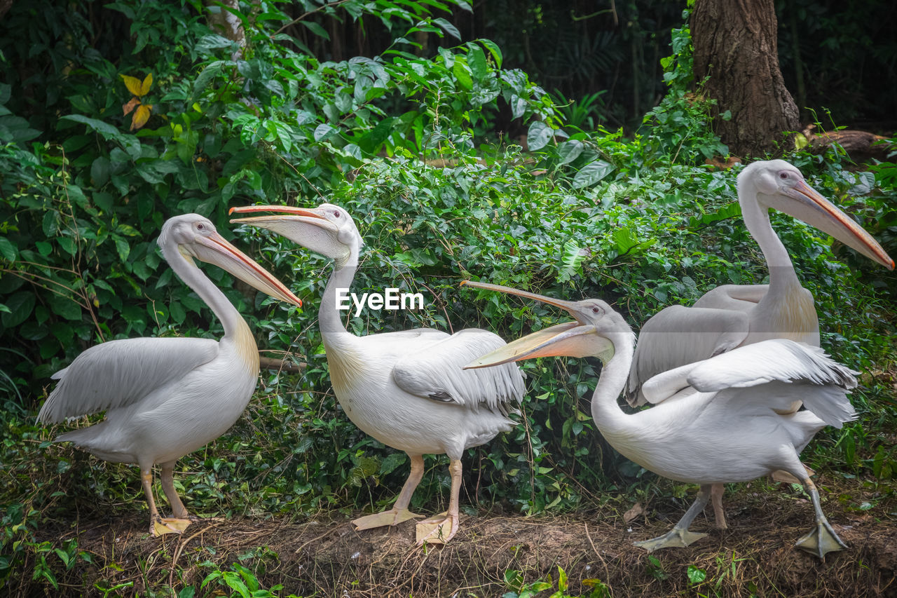 animal themes, animal, bird, animal wildlife, group of animals, wildlife, pelican, plant, nature, white, no people, beak, day, seabird, land, outdoors, beauty in nature, tree, water, grass