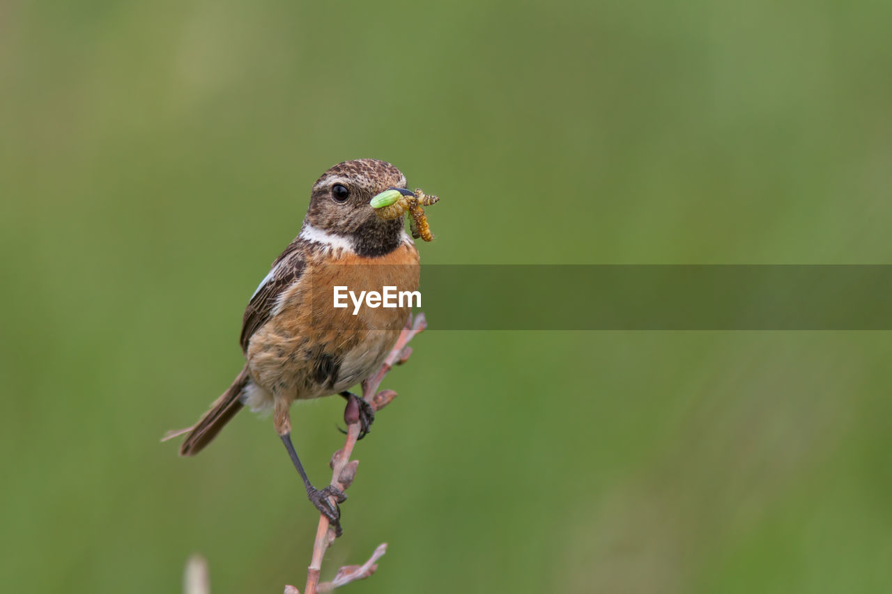 Close-up of bird eating insects
