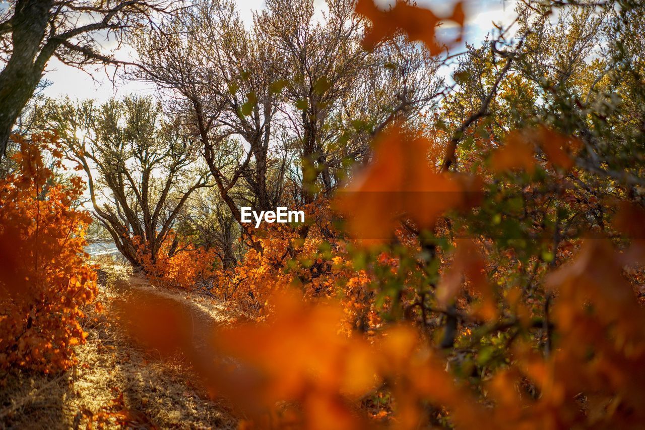 Trees in forest during autumn