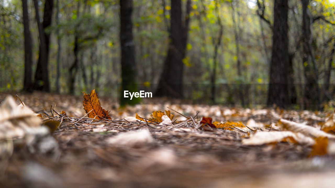 Surface level view of autumn leaves in forest