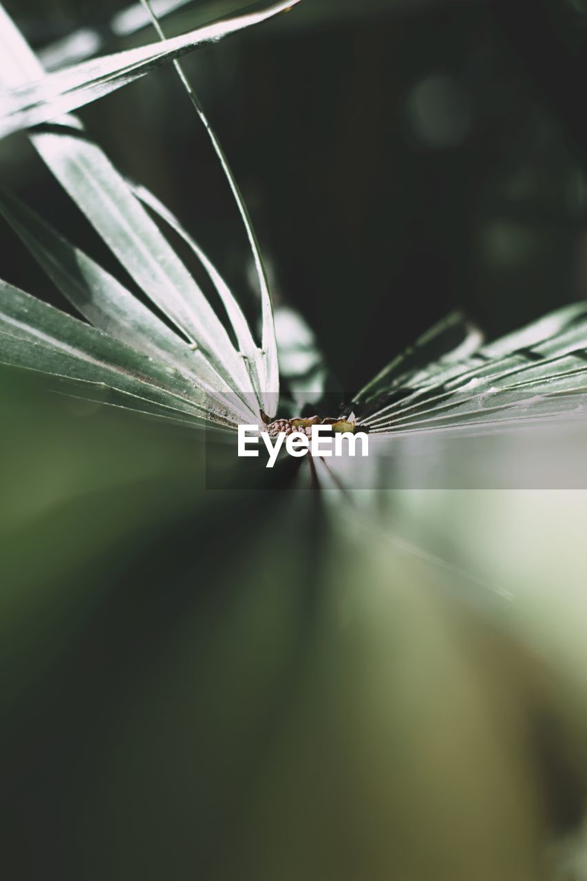 Detail of a palm 