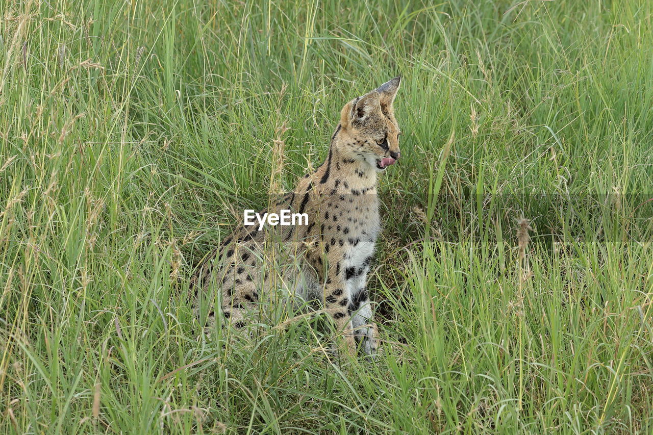 A serval in the tall grass