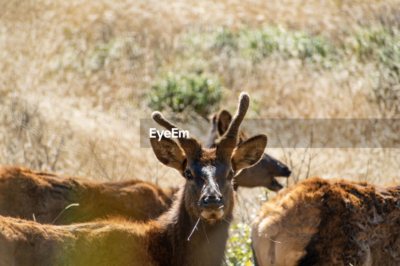 PORTRAIT OF DEER ON LAND DURING SUNNY DAY