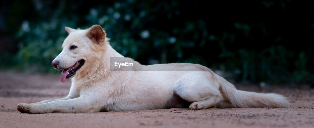 DOG LYING ON A FIELD