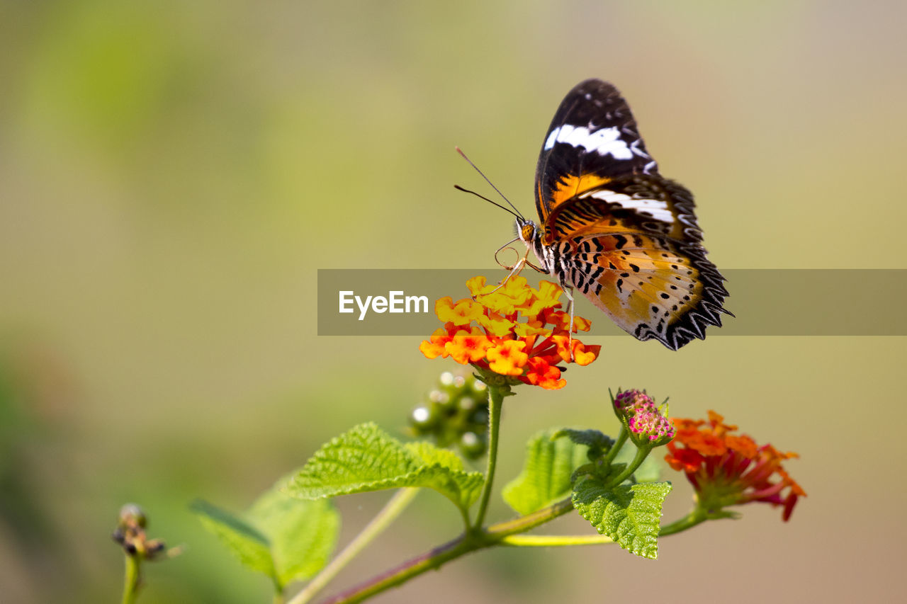 Image of butterfly on flower on nature background. common tiger butterfly insect animals.