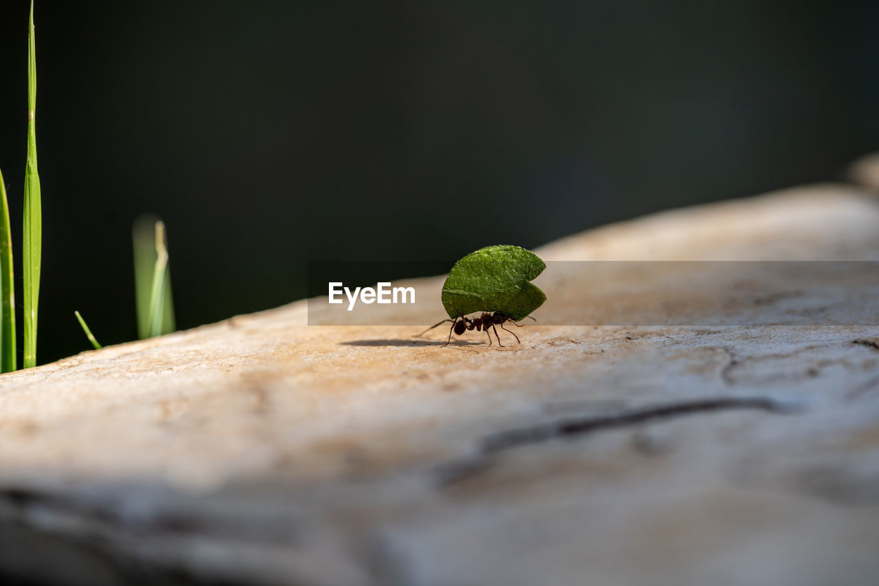 Close-up of ant carrying a plant