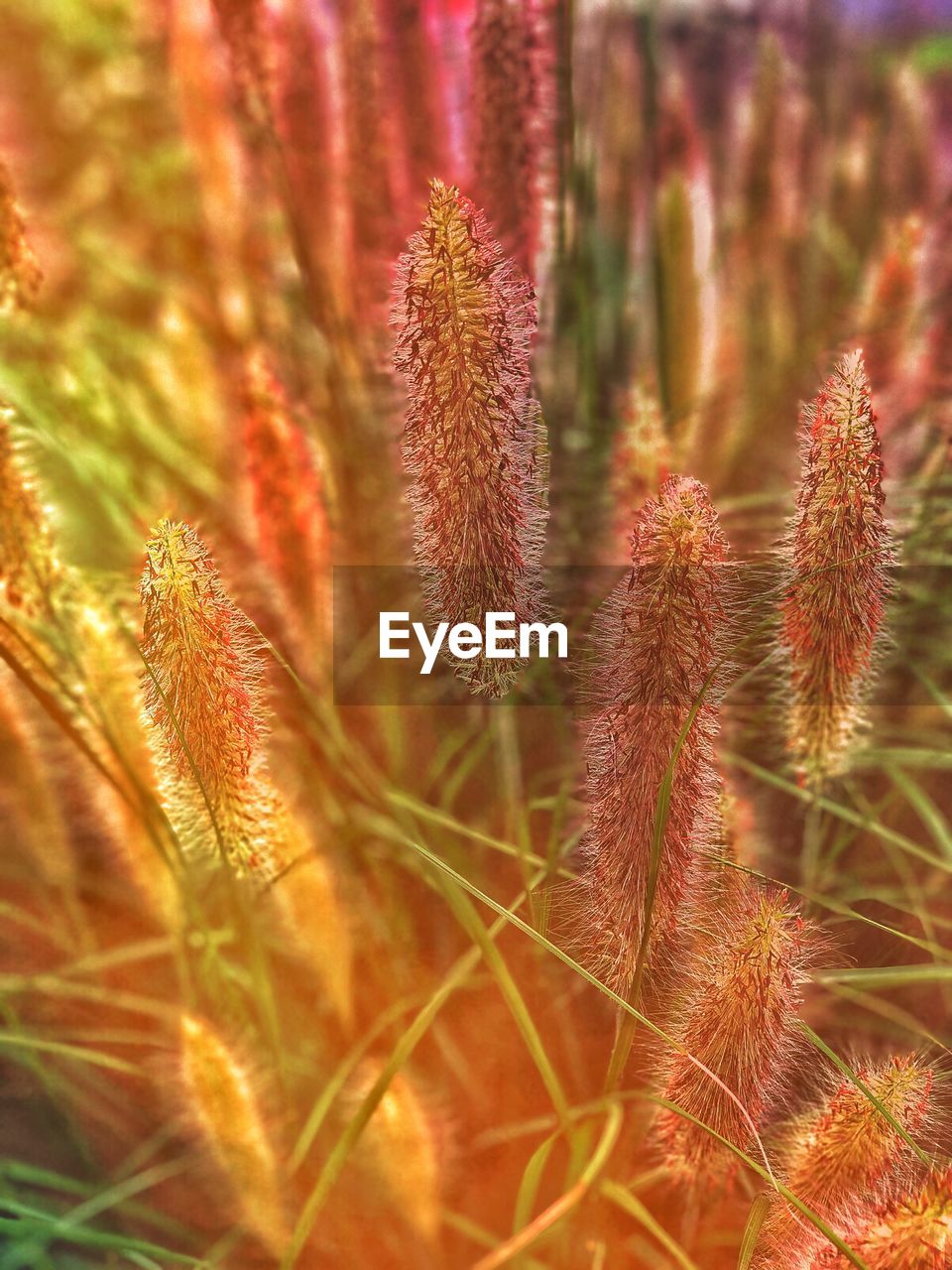 Close-up of flowering plant on field