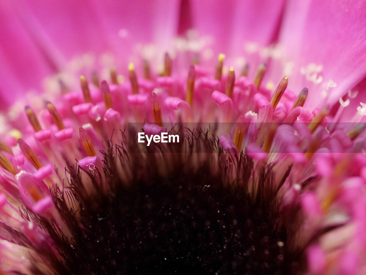 Close-up of pink flowering plant gerberas 
