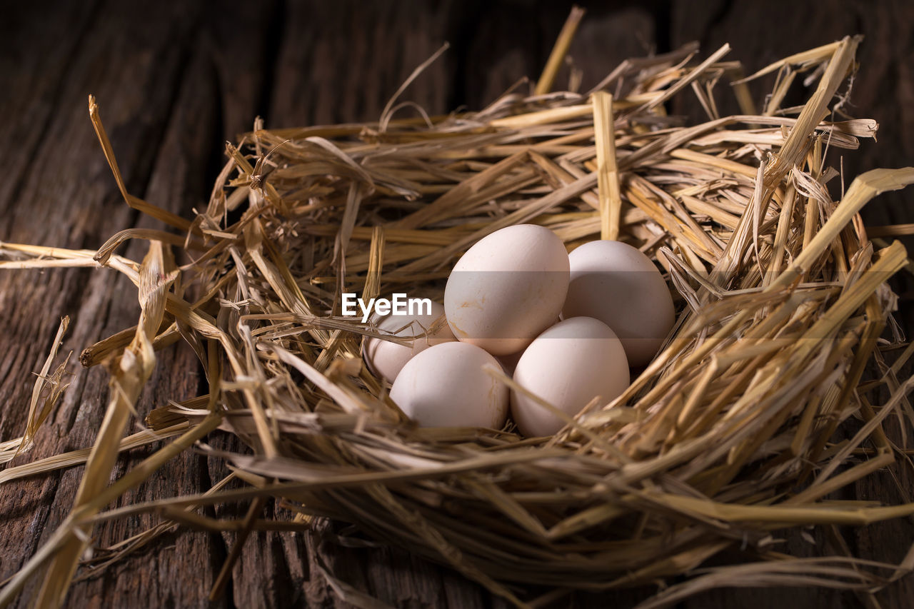 HIGH ANGLE VIEW OF EGGS IN NEST ON FIELD