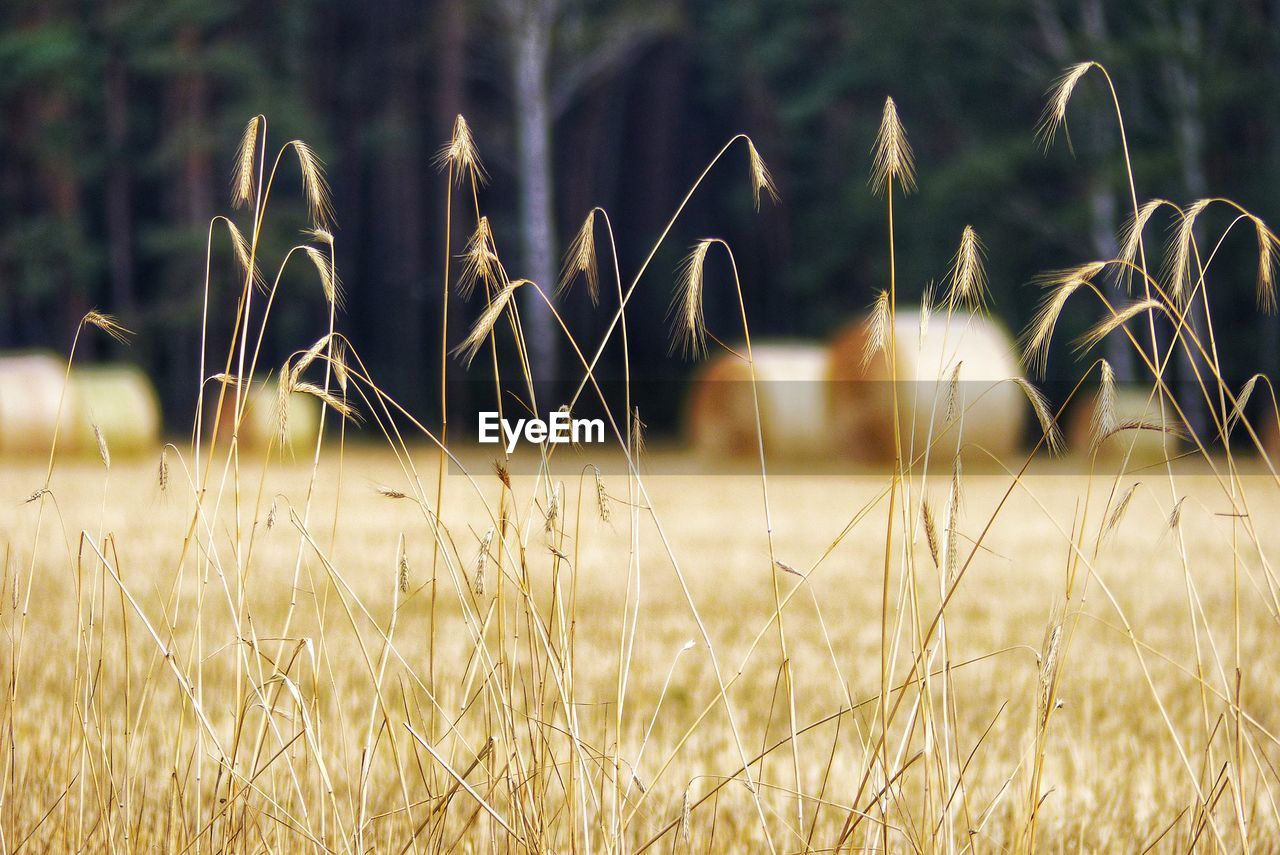 Close-up of crops on field