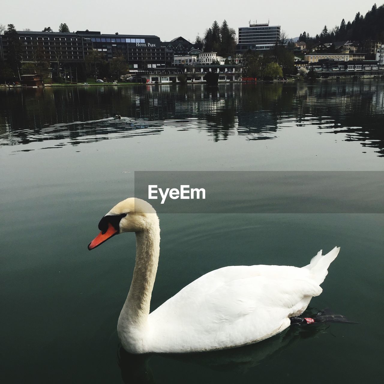 SWAN SWIMMING ON LAKE