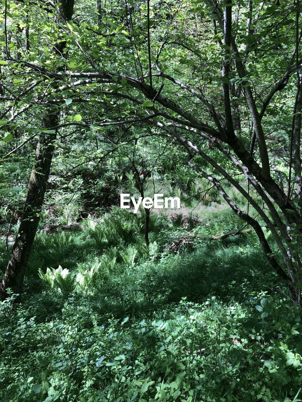 TREES AND PLANTS IN FOREST