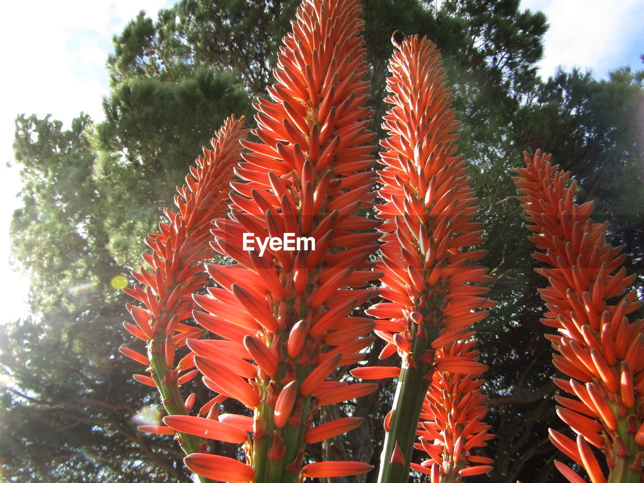 plant, growth, tree, nature, red, beauty in nature, no people, flower, day, low angle view, sky, leaf, outdoors, plant part, tranquility, close-up, green, orange color