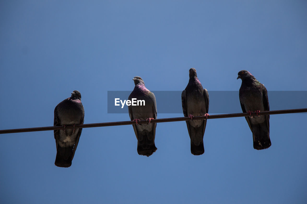 LOW ANGLE VIEW OF BIRDS PERCHING ON METAL AGAINST SKY
