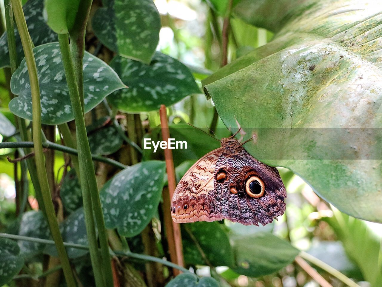 CLOSE-UP OF BUTTERFLY ON LEAVES