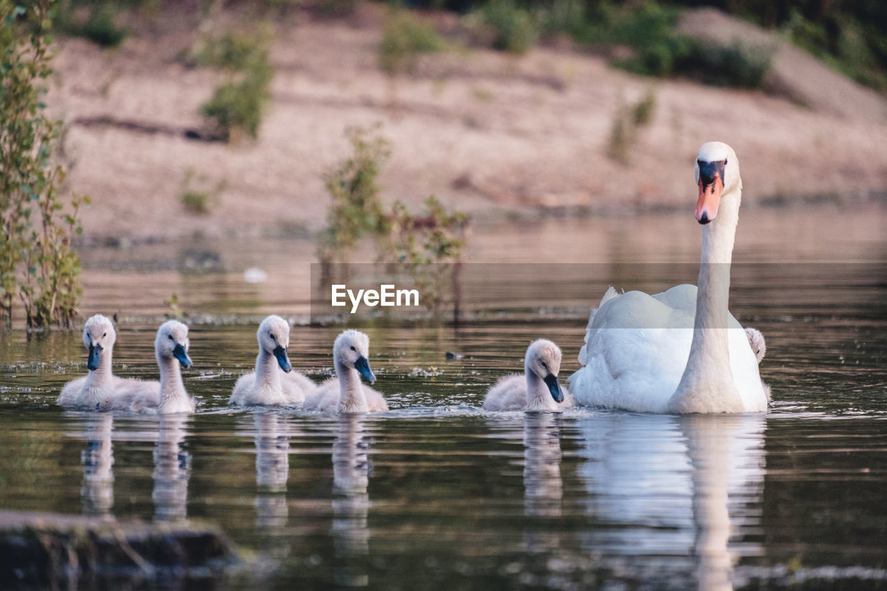 SWANS IN A LAKE