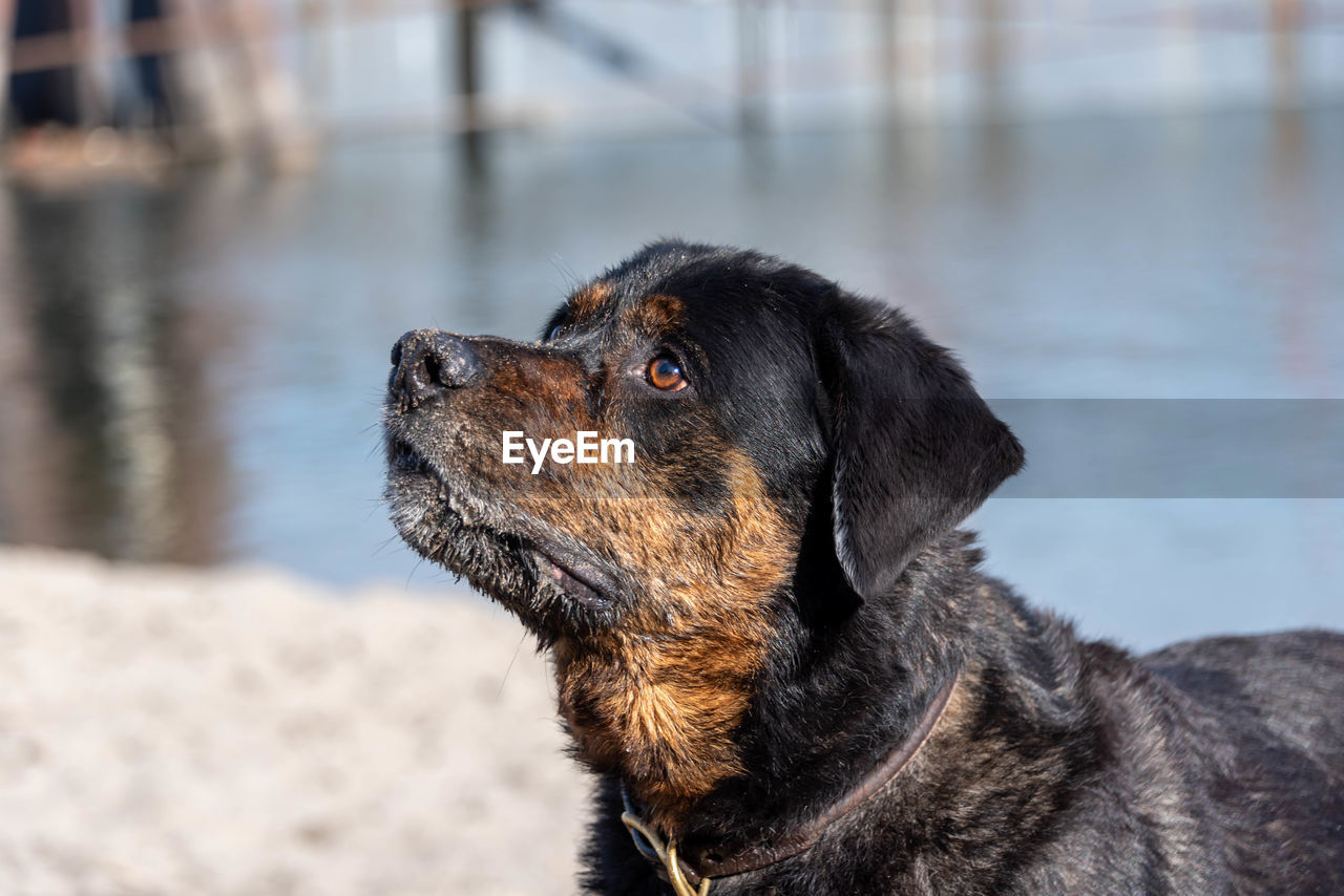 Close-up of dog looking at owner