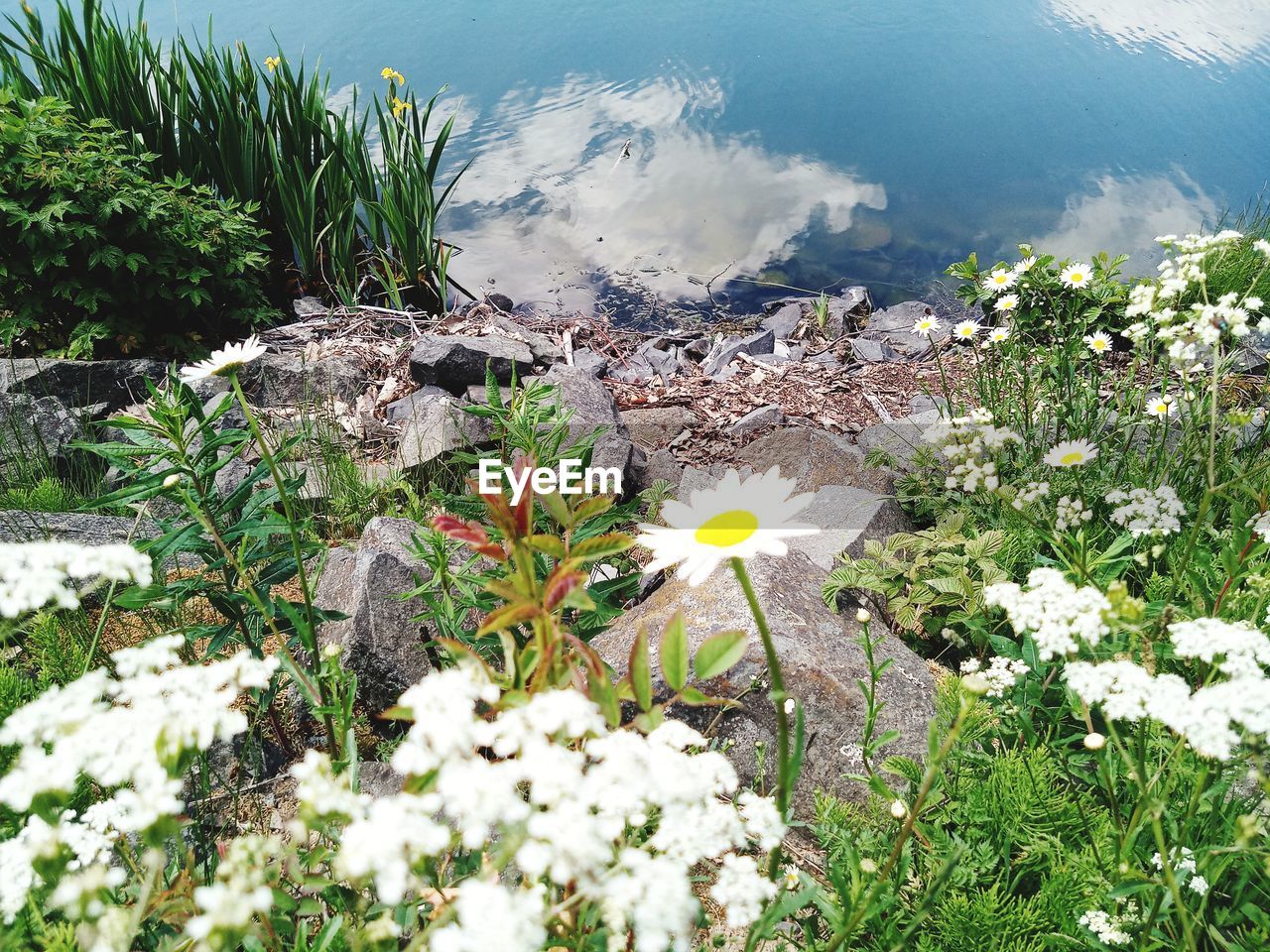 HIGH ANGLE VIEW OF FLOWERING PLANT BY WATER