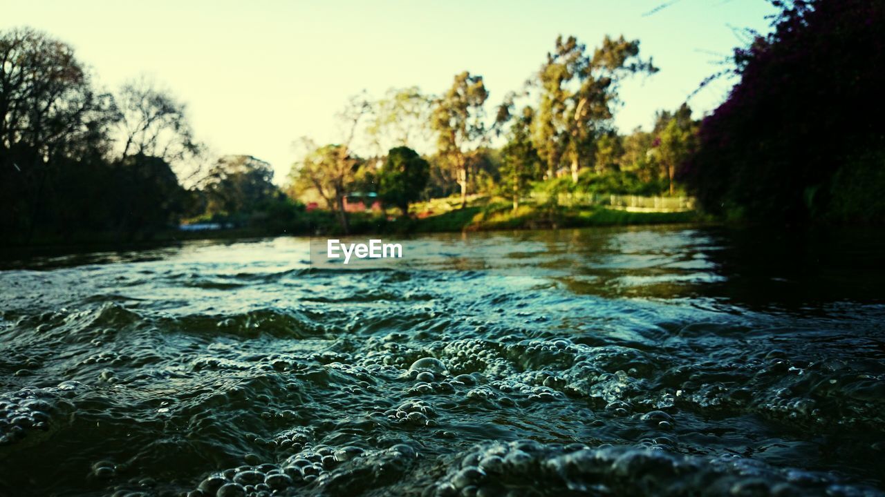 VIEW OF RIVER AGAINST TREES