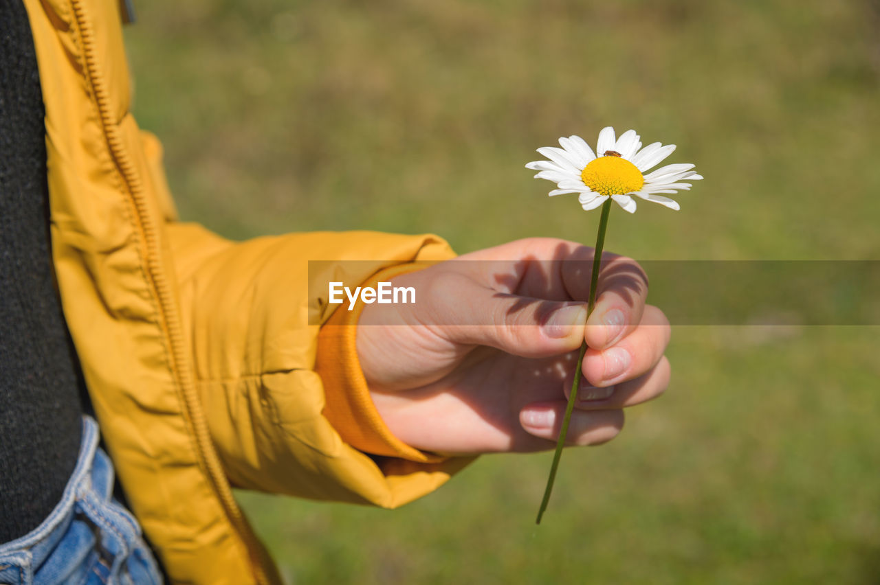 Girl in a yellow jacket holds one white chamomile flower in her hand