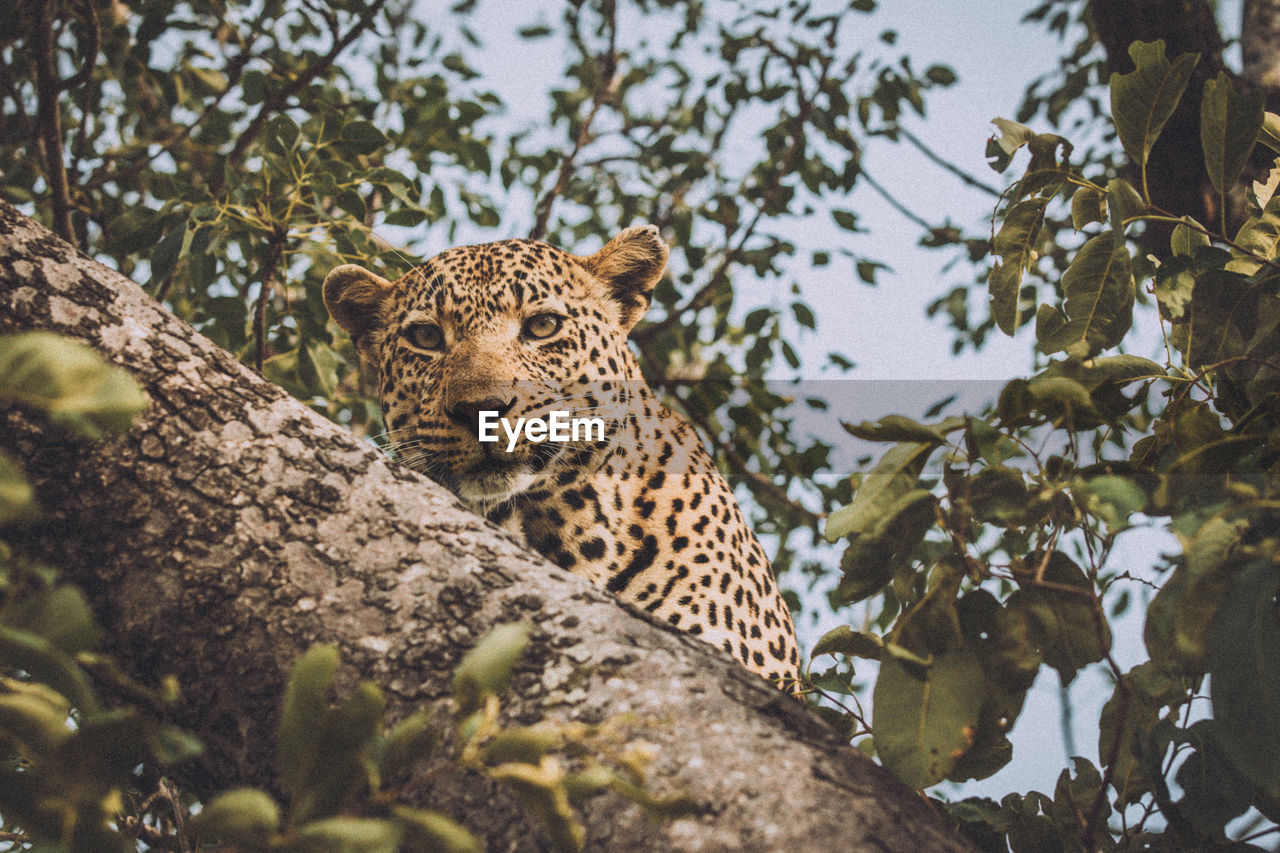 Low angle view of cat on tree