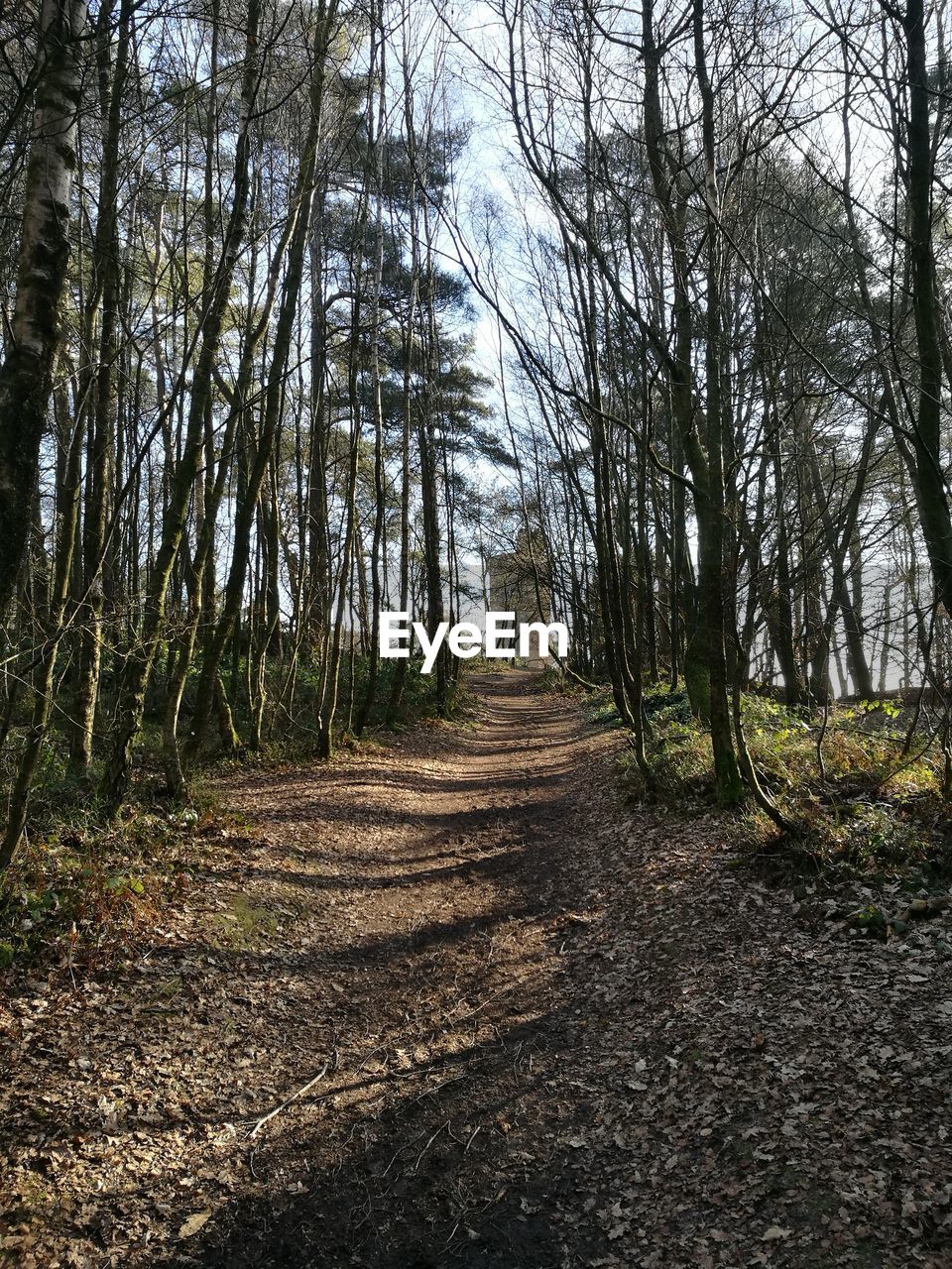 TREES GROWING IN PARK