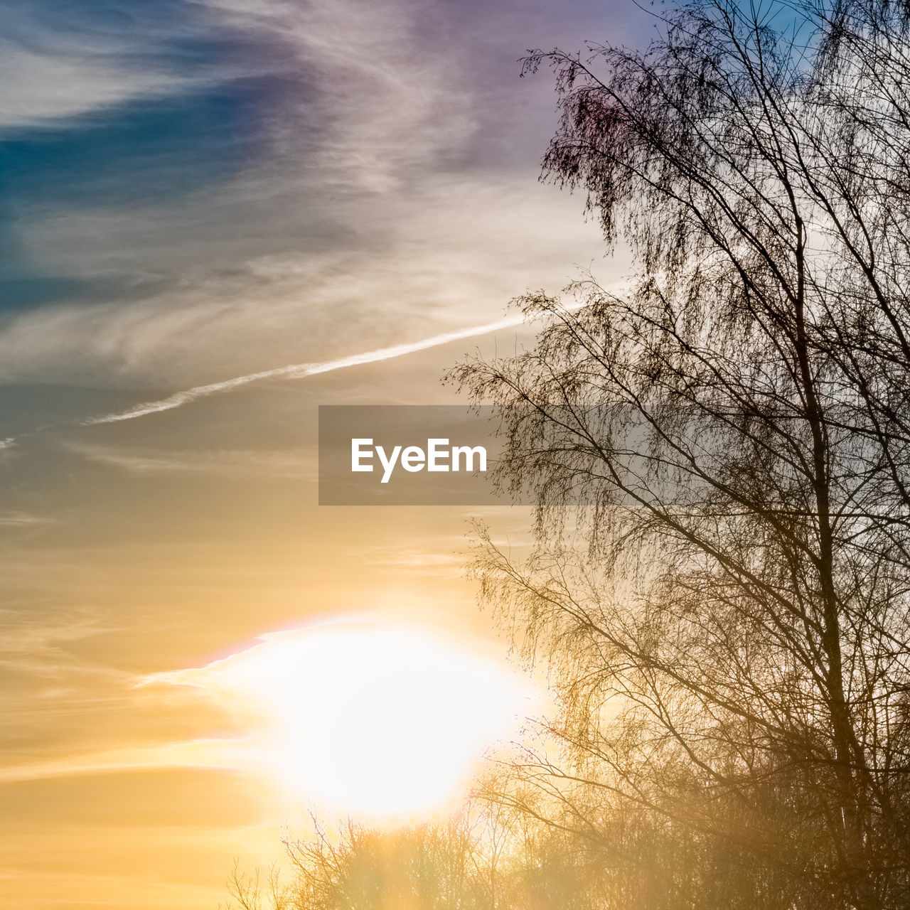 LOW ANGLE VIEW OF SILHOUETTE TREE AGAINST SKY DURING SUNSET