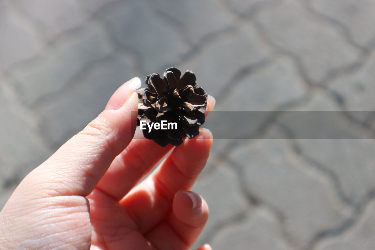 Close-up of person holding pine cone